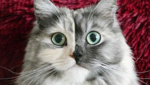 Illustration : 14 photos d'un chat magnifique au visage bicolore