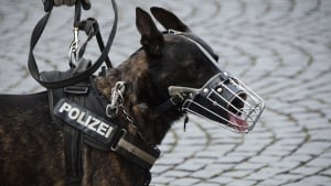 Illustration : Allemagne : une nouvelle loi sur le bien-être animal , contraint les policiers berlinois à mettre leur chien au chômage