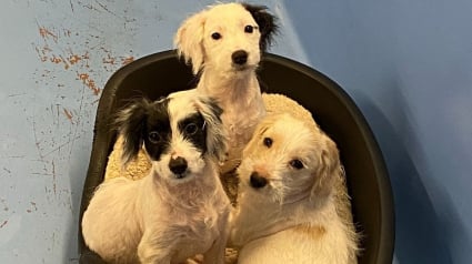 Illustration : 3 chiots découverts dans un état désastreux se transforment en jeunes chiens heureux et en bonne santé à temps pour fêter Noël