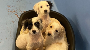 Illustration : 3 chiots découverts dans un état désastreux se transforment en jeunes chiens heureux et en bonne santé à temps pour fêter Noël