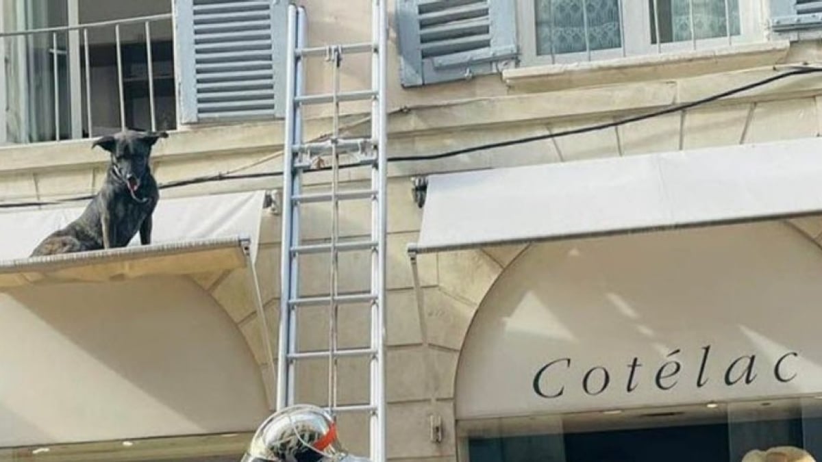 Illustration : "L'opération de sauvetage insolite pour un chien coincé sur le store d'un magasin"