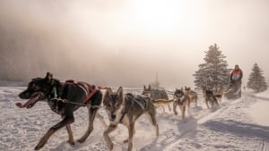 Illustration : Grande Odyssée Savoie Mont Blanc 2022 : une aventure unique pour les mushers et leurs chiens au cœur des montagnes enneigées