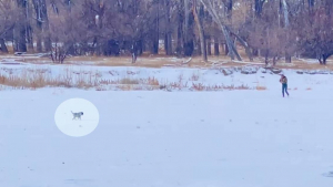 Illustration : Un homme pleure de joie en retrouvant sa chienne disparue dans la neige depuis une semaine (vidéo)