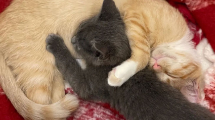 Illustration : Abandonné dans une boîte, ce chaton déterminé à vivre rencontre celui qui restera pour toujours son meilleur ami