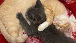 Illustration : Abandonné dans une boîte, ce chaton déterminé à vivre rencontre celui qui restera pour toujours son meilleur ami