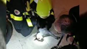 Illustration : Intervenant sur un incendie, les pompiers sauvent un chat en pratiquant une réanimation cardiopulmonaire (vidéo)