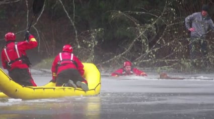 Illustration : Hypothermie et noyade menaçaient ce chien tombé dans un lac gelé, jusqu’à l’intervention héroïque des pompiers