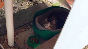 Illustration : Un chat errant qui dormait sous des escaliers et ne faisait confiance à personne découvre la chaleur d'un foyer