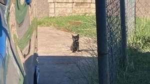 Illustration : Un chaton à la santé fragile attend devant une maison jusqu'à ce qu'un humain lui offre son aide