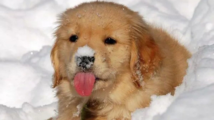 Illustration : 20 photos de chiens pour qui les jardins recouverts de neige sont de formidables terrains de jeux