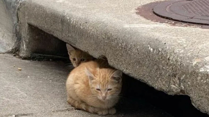 Illustration : 2 chatons livrés à eux-mêmes tournent une nouvelle page en quittant l'égout qui leur a servi d'abri