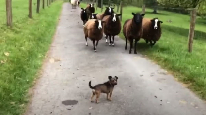 Illustration : Ce petit chien adore la vie à la ferme et prend son rôle de berger très à coeur (vidéo)