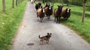 Illustration : Ce petit chien adore la vie à la ferme et prend son rôle de berger très à coeur (vidéo)