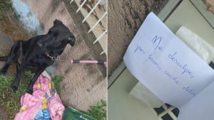 Illustration : Elle découvre une chienne abandonnée devant sa porte avec une note et demande de l'aide sur les réseaux sociaux