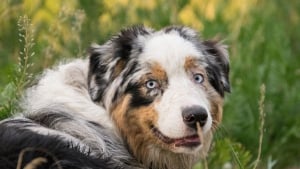 Illustration : Le Berger Australien, toujours chien préféré des Français suivi par une race qui fait son grand retour sur le podium