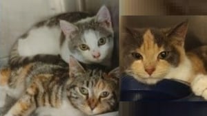 Illustration : Une famille de chats abandonnée et balancée sur une route enneigée. Une association offre 4500€ pour retrouver l'auteur !