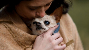 Illustration : Une photographe offre des séances photo émouvantes aux propriétaires et leurs animaux de compagnie en fin de vie