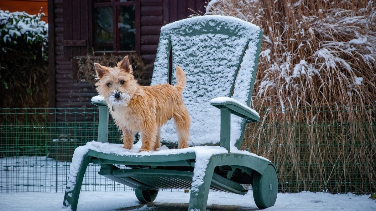 Illustration : "8 activités amusantes à faire avec son chien en hiver"