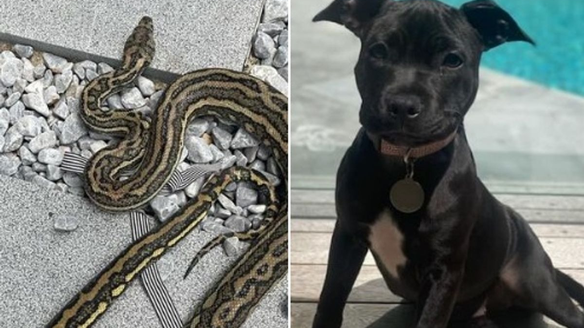 Illustration : "Un homme aperçoit un chiot être étranglé par un Python et saute la clôture pour intervenir"