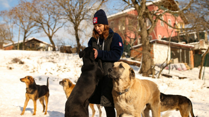 Illustration : Un couple offre l'asile à une soixantaine de chiens errants pour les protéger du froid 