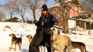 Illustration : Un couple offre l'asile à une soixantaine de chiens errants pour les protéger du froid 