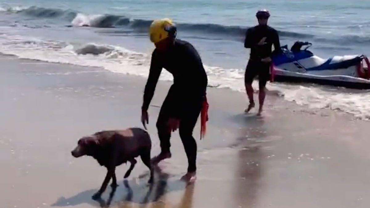 Illustration : "Des sauveteurs acclamés et applaudis après avoir récupéré un chien nageant à 600 mètres du rivage (vidéo)"