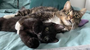 Illustration : Un chat abandonné dans un immeuble assume le rôle de parent auprès d'un chaton orphelin et avide d'amour