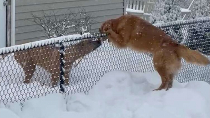 Illustration : Une chienne ayant horreur de la neige dépasse sa répulsion pour dire bonjour à son meilleur ami (vidéo)