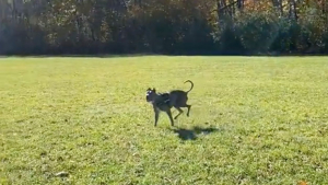 Illustration : La réaction de ce chien aveugle s'amusant comme un fou avec une balle réchauffe le cœur (vidéo)