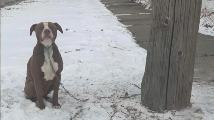 Illustration : Un amoureux des animaux offre son aide à un Pitbull enchaîné dans le froid à un lampadaire