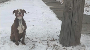 Illustration : Un amoureux des animaux offre son aide à un Pitbull enchaîné dans le froid à un lampadaire