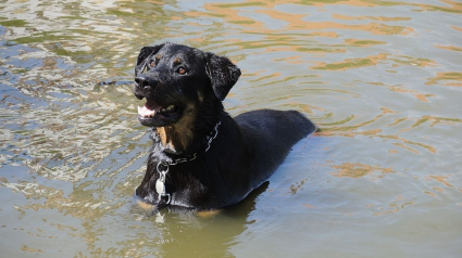 Illustration : Il plonge dans l’eau glacée pour sauver un chien de la noyade. Une retraitée veut aider ce demandeur d’asile après son acte héroïque