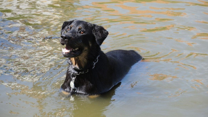 Illustration : Il plonge dans l’eau glacée pour sauver un chien de la noyade. Une retraitée veut aider ce demandeur d’asile après son acte héroïque