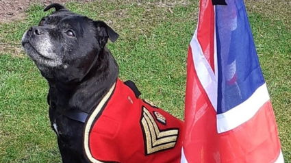 Illustration : Watchman V, la mascotte de l'armée britannique pendant 13 ans mis à l'honneur avec des funérailles nationales dignes d'un héros