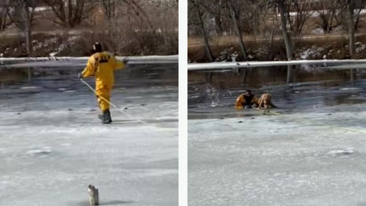 Illustration : "Un pompier comblé d'éloges après être venu à la rescousse d'un Golden Retriever piégé dans les eaux glaciales (vidéo)"