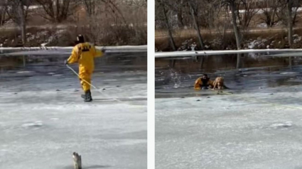 Illustration : Un pompier comblé d'éloges après être venu à la rescousse d'un Golden Retriever piégé dans les eaux glaciales (vidéo)