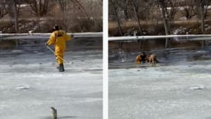 Illustration : Un pompier comblé d'éloges après être venu à la rescousse d'un Golden Retriever piégé dans les eaux glaciales (vidéo)