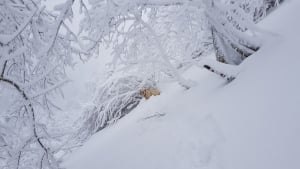 Illustration : Un chien-guide dévale la montagne sur 150 mètres, les gendarmes lancent une opération de sauvetage