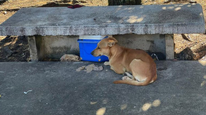 Illustration : Un médecin tend la main à un chien fidèle refusant de quitter le banc sur lequel son propriétaire est décédé