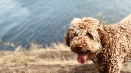 Illustration : En balade sur son exploitation, le chien d'un ami déniche une truffe énorme !