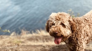 Illustration : En balade sur son exploitation, le chien d'un ami déniche une truffe énorme !