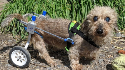 Illustration : L’admirable combat d’une chienne sénior, handicapée et aveugle qui s’agrippe à la vie de toutes ses forces