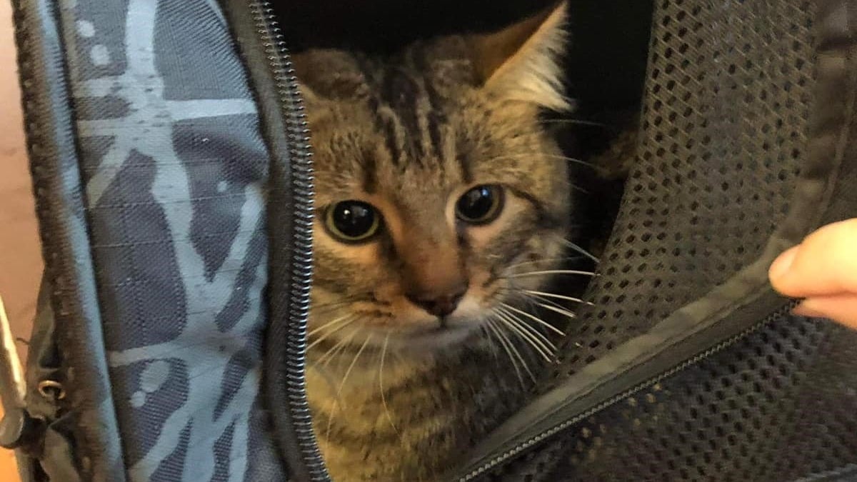 Illustration : "Un sac de transport contenant un chat est retrouvé dans un TGV, une association de sauvetage animalier mène l'enquête"