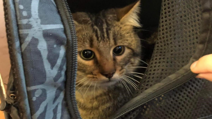 Illustration : Un sac de transport contenant un chat est retrouvé dans un TGV, une association de sauvetage animalier mène l'enquête