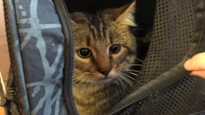 Illustration : Un sac de transport contenant un chat est retrouvé dans un TGV, une association de sauvetage animalier mène l'enquête