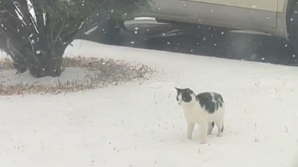 Illustration : La vidéo attendrissante d'un chat qui découvre la neige pour la première fois de sa vie ! 