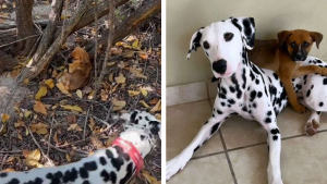 Illustration : La promenade de ce Dalmatien et de son propriétaire vire en opération de sauvetage après la découverte d'un chiot décharné (vidéo)