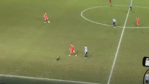 Illustration : Un chat disparaît pendant 7 mois, son propriétaire le retrouve grâce à un match de football !