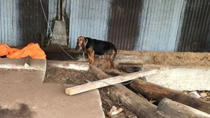 Illustration : Obligée de creuser dans la terre pour accoucher, une chienne détenue dans d’horribles conditions rêvait d’une vie meilleure pour elle et ses petits