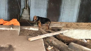 Illustration : Obligée de creuser dans la terre pour accoucher, une chienne détenue dans d’horribles conditions rêvait d’une vie meilleure pour elle et ses petits